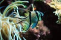 Banggai Cardinal Fish in an Aquarium