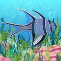 Banggai cardinal fish at the bottom of sea with colorful algae drawing, underwater world background. Violet black fish with white Royalty Free Stock Photo