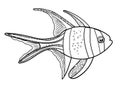 Banggai cardinal fish, line silhouette cartoon hand drawn sea animal, contour maritime character, coloring, sketch. Outline Royalty Free Stock Photo