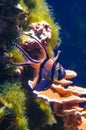 Banggai cardinal fish (Pterapogon kauderni), colorful fish in a coral aquarium