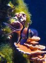 Banggai cardinal fish (Pterapogon kauderni), colorful fish in a coral aquarium