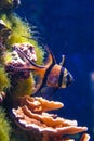 Banggai cardinal fish (Pterapogon kauderni), colorful fish in a coral aquarium