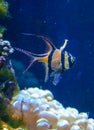 Banggai cardinal fish (Pterapogon kauderni), colorful fish in a coral aquarium Royalty Free Stock Photo