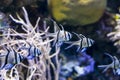 Banggai cardinal fish Pterapogon kauderni a tropical fish from the Indo Pacific