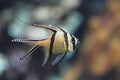 Banggai cardinalfish