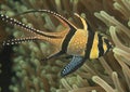 Banggai cardinalfish