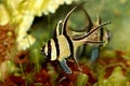 Banggai cardinalfish aquarium marine fish Pterapogon kauderni