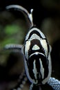 Banggai Cardinalfish - Pterapogon kauderni Royalty Free Stock Photo