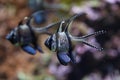 Banggai cardinalfish Pterapogon kauderni. Royalty Free Stock Photo