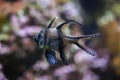 Banggai cardinalfish Pterapogon kauderni. Royalty Free Stock Photo