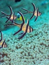 Banggai cardinalfish, Pterapogon kauderni. Scuba diving in North Sulawesi, Indonesia Royalty Free Stock Photo