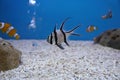 Longfin cardinalfish or kaudern`s cardinalfish in the aquarium. Pterapogon hauderri.