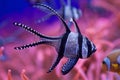 Banggai cardinalfish (Pterapogon kauderni). Royalty Free Stock Photo