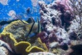 Banggai cardinalfish single close up with blurred background