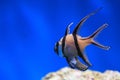 Banggai cardinalfish