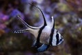 Banggai cardinalfish (Pterapogon kauderni). Royalty Free Stock Photo