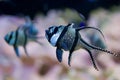 Bangghai Cardinalfish Royalty Free Stock Photo