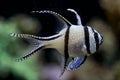 Bangghai Cardinalfish