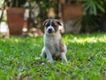 Bangkaew puppy ,dog Royalty Free Stock Photo