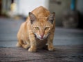 Bangkok street cat Royalty Free Stock Photo