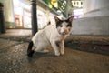 A stray cat on Silom Road near Patpong in the night in Bangkok, Thailand