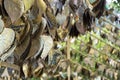 Golden hearts written with wishes hang on the tree in Wat Saket, Bangkok