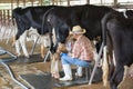 Man hand milking a cow by hand, cow standing in the corral