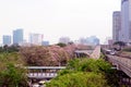 Sakura Thailand Chompoo pantip or Pink trumpet tree at Chatujak ,BTS Mochit train station Royalty Free Stock Photo