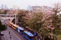 Sakura Thailand Chompoo pantip or Pink trumpet tree at Chatujak ,BTS Mochit train station