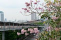 Sakura Thailand Chompoo pantip or Pink trumpet tree at Chatujak ,BTS Mochit train station Royalty Free Stock Photo