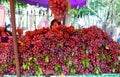 Bangkok, Thailand: Grapes at Chatuchak Market