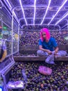 Bangkok, Thailand - July 17, 2017: Asian Woman selling tropical fruit, mangosteens, in the pickup car on the street Royalty Free Stock Photo