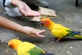 Hand Feeding to Sun conure or sun parakeet birds at Safari World Bird Park Royalty Free Stock Photo