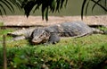 Bangkok, Thailand: Komodo Dragon in Lumphini Park Royalty Free Stock Photo