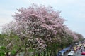 Sakura Thailand Chompoo pantip or Pink trumpet tree Royalty Free Stock Photo