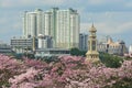 Sakura Thailand Chompoo pantip or Pink trumpet tree