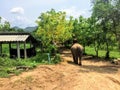 A mahout riding his elephant through the grounds of ElephantsWorld outside of Kanchanaburi Thailand