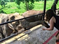 A young female tourist feeding an elephant at ElephantsWorld outside of Kanchanaburi Thailand Royalty Free Stock Photo