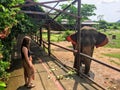 A young female tourist saying hello to a rescue elephant at ElephantsWorld Royalty Free Stock Photo