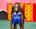 Orangutan muay thai kick boxing