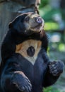 Portrait of Himalayan bear close up. Cute animals in the zoo. Royalty Free Stock Photo