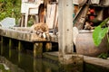 Bangkok thonburi klongs - canals view