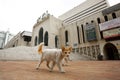Two cats are watching from the side of the mosque low at Baitul Mukarram National Mosque, Dhaka
