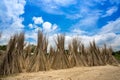 A sunny day, Blue white green and brown color layer in beautiful bangladesh jute drying scene at