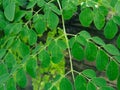 In Bangladesh, it is called Sajna Pata. Natural Moringa leaves Green Background. Royalty Free Stock Photo