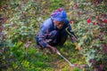 A farmer is busy clearing weeds at the base of a rose tree at Savar Dhaka