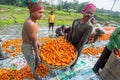 After harvest farmers are putting fresh carrot in jute bags and preparing for export at Savar,