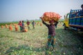 Labors are uploading turnip in picked up the truck for export in local market at Savar, Dhaka,