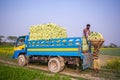 Labors are uploading turnip in picked up the truck for export in local market at Savar, Dhaka,