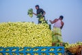 Labors are uploading turnip in picked up the truck for export in local market at Savar, Dhaka,